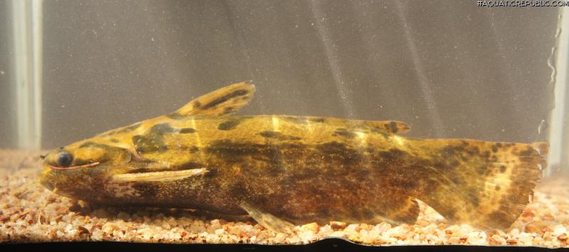 Trachelyopterus sp. `RIO XINGU`