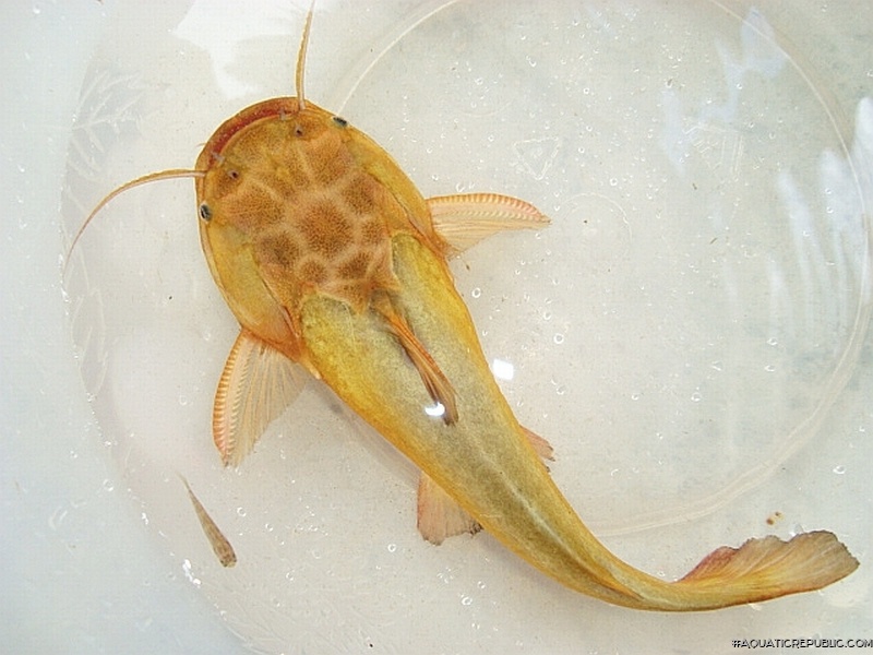 Trachelyopterus sp. (2)