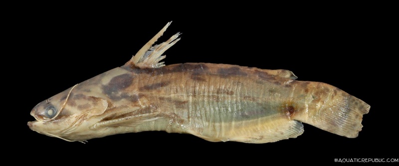 Trachelyopterus sp. (4)
