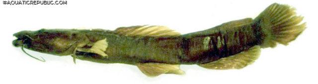 Notoglanidium boutchangai