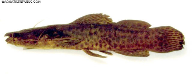 Notoglanidium macrostoma