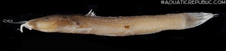 Notoglanidium pallidum