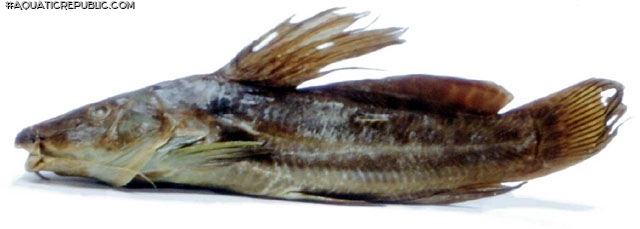 Parauchenoglanis altipinnis