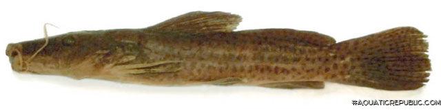 Parauchenoglanis longiceps