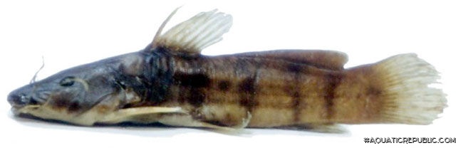 Parauchenoglanis monkei