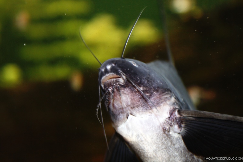Bagrichthys hypselopterus