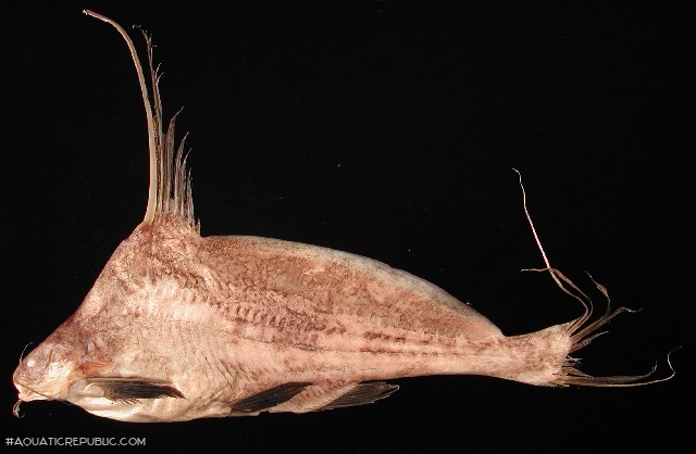 Bagrichthys hypselopterus