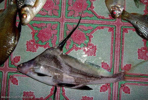 Bagrichthys hypselopterus