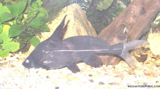 Bagrichthys macracanthus