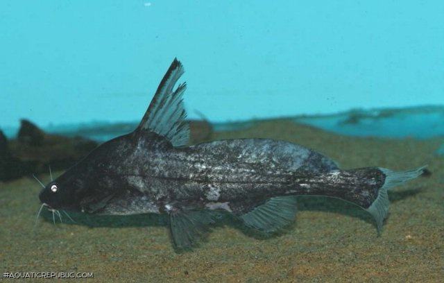 Bagrichthys majusculus