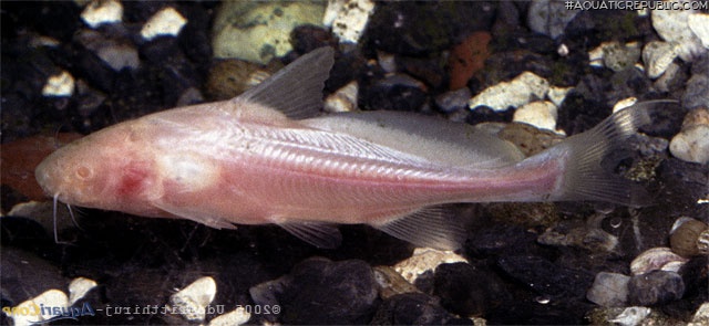 Bagrichthys obscurus