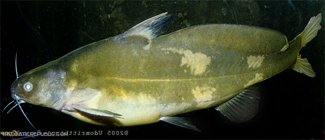 Bagrichthys obscurus