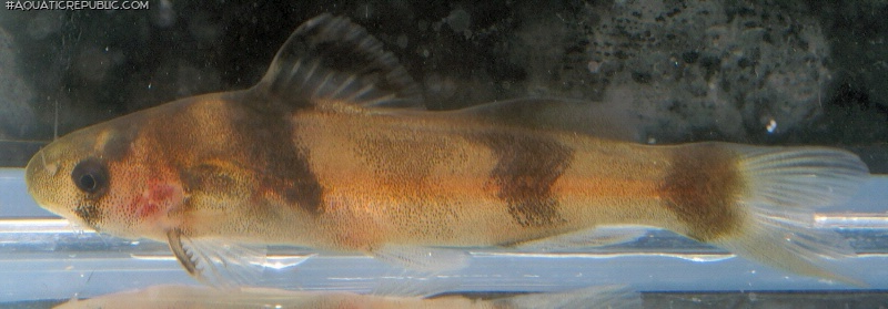 Batasio affinis