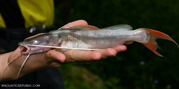 Hemibagrus wyckioides