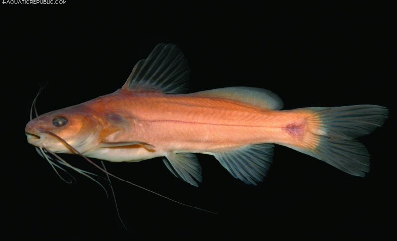 Mystus ankutta