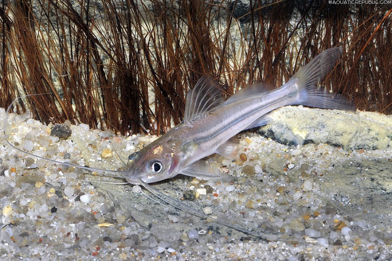 Mystus atrifasciatus