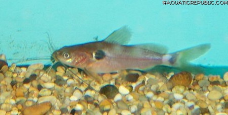 Mystus bimaculatus