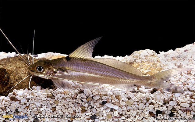 Mystus falcarius