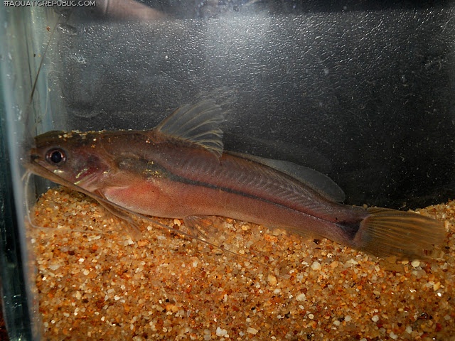 Mystus malabaricus