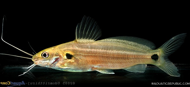 Mystus rufescens