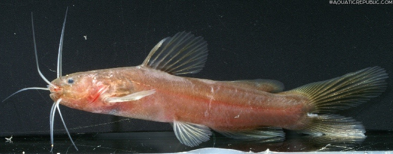 Nanobagrus immaculatus