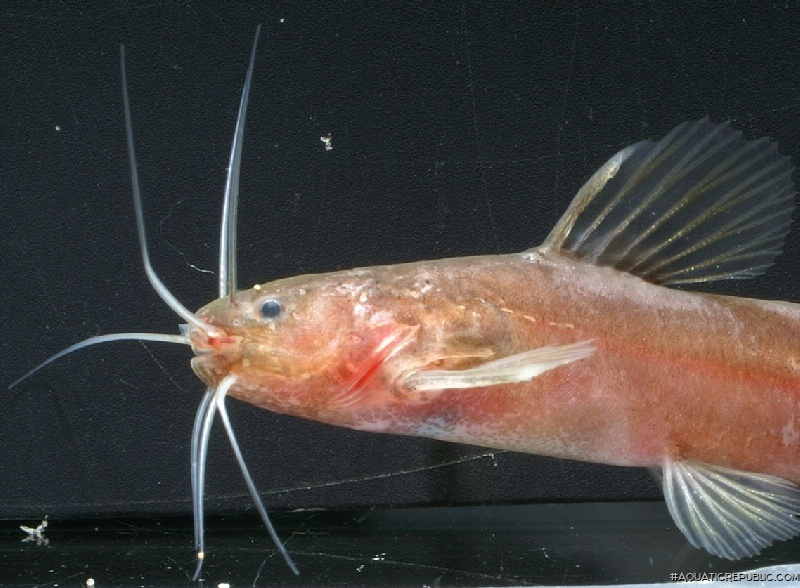 Nanobagrus immaculatus