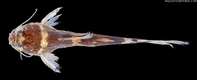 Nanobagrus lemniscatus