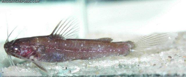 Nanobagrus stellatus