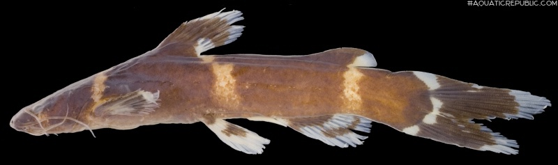 Nanobagrus torquatus