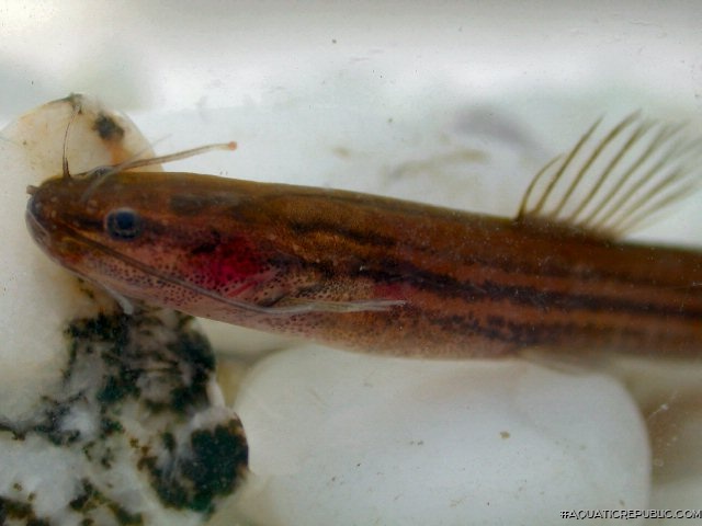 Olyra longicaudata