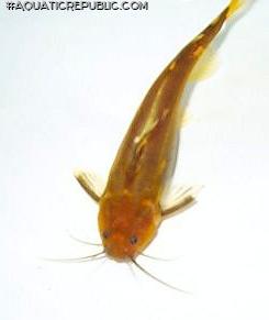 Pseudomystus breviceps