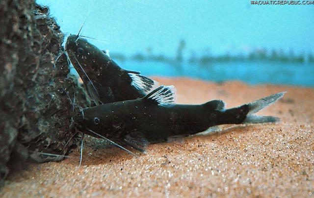 Pseudomystus breviceps