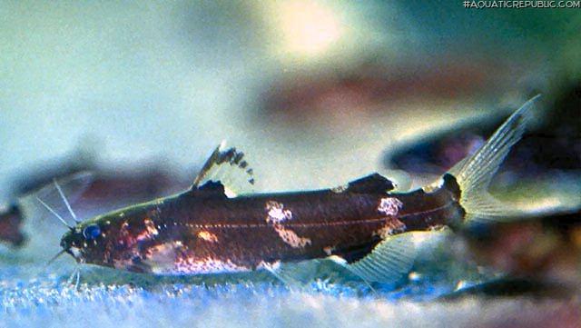 Pseudomystus breviceps