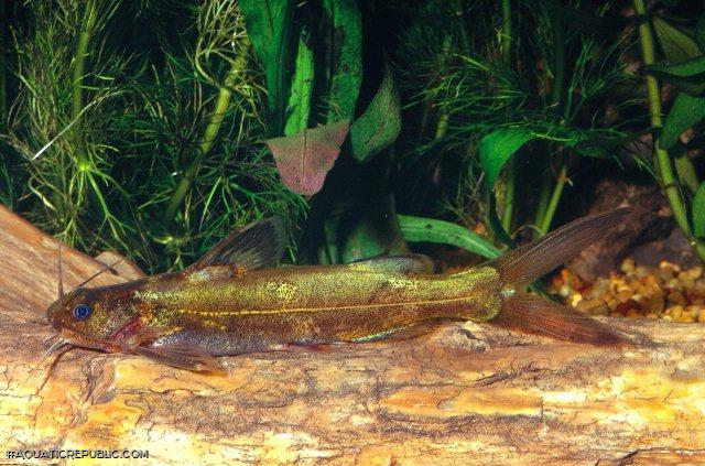 Pseudomystus breviceps