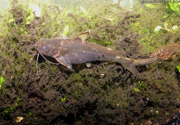 Pseudomystus breviceps