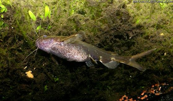 Pseudomystus breviceps