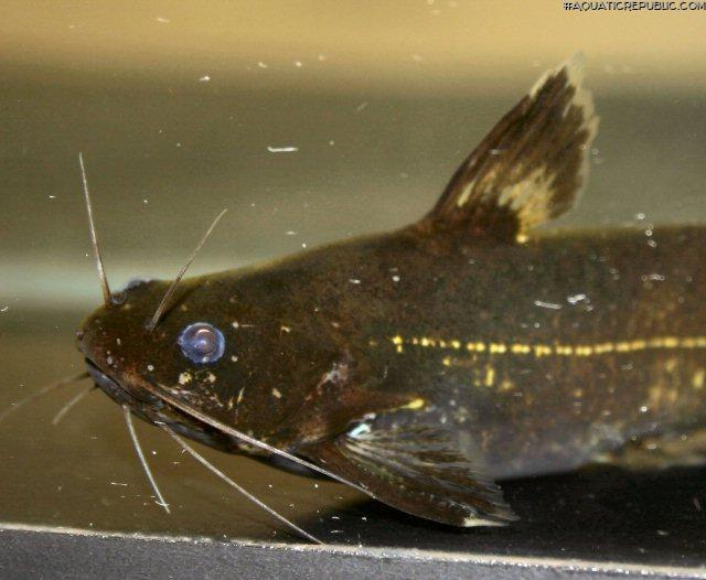 Pseudomystus breviceps