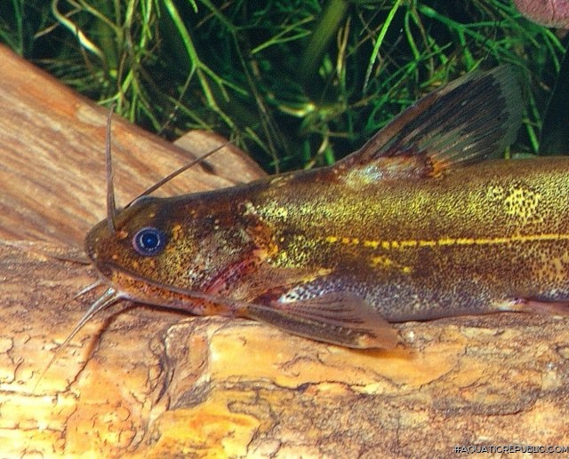 Pseudomystus breviceps