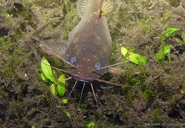 Pseudomystus cf. stenomus