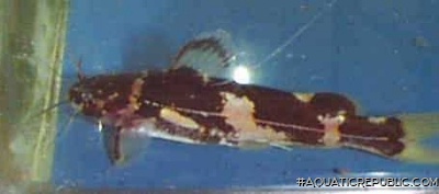 Pseudomystus flavipinnis