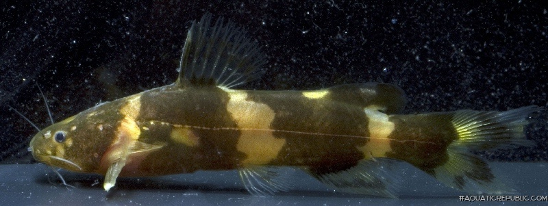 Pseudomystus leiacanthus