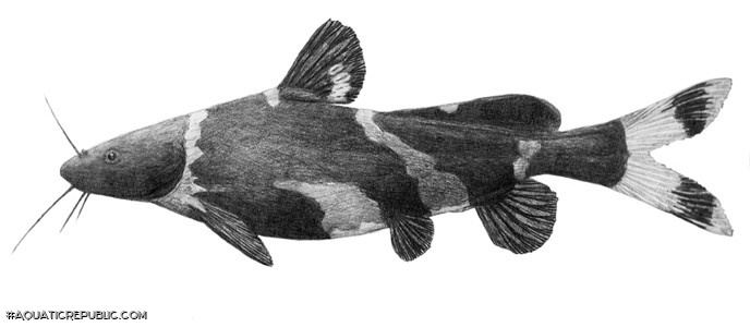 Pseudomystus siamensis