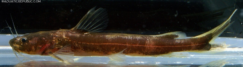 Pseudomystus stenogrammus