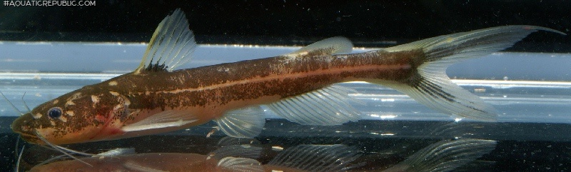 Pseudomystus stenogrammus