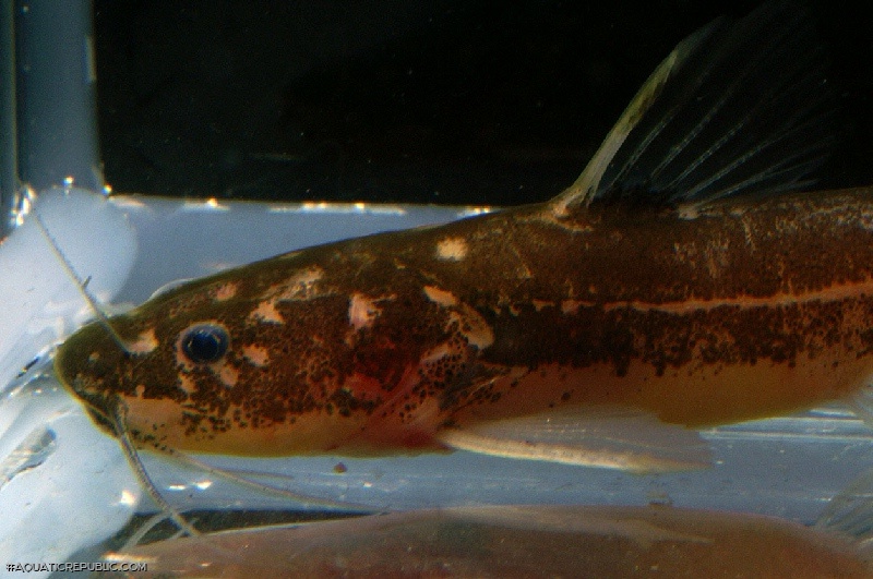 Pseudomystus stenogrammus