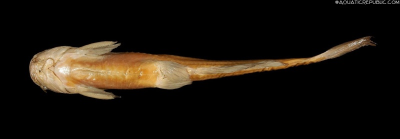 Tachysurus eupogon