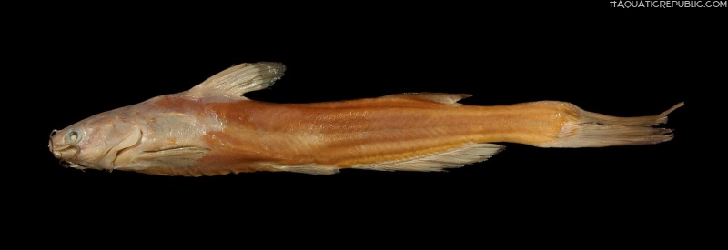 Tachysurus eupogon