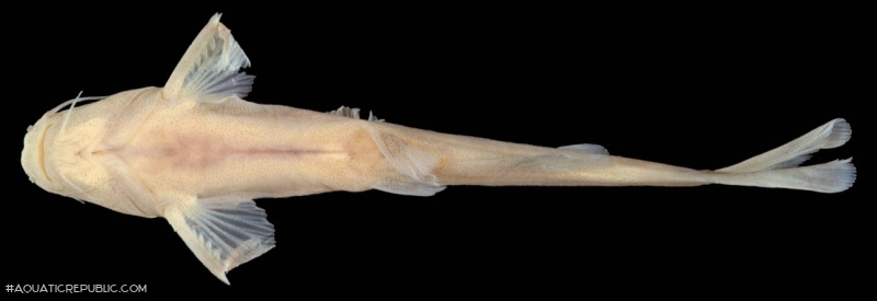 Tachysurus nubilosus