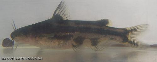 Tachysurus spilotus