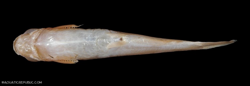 Tachysurus tokiensis
